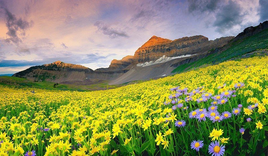 Alpine Meadow